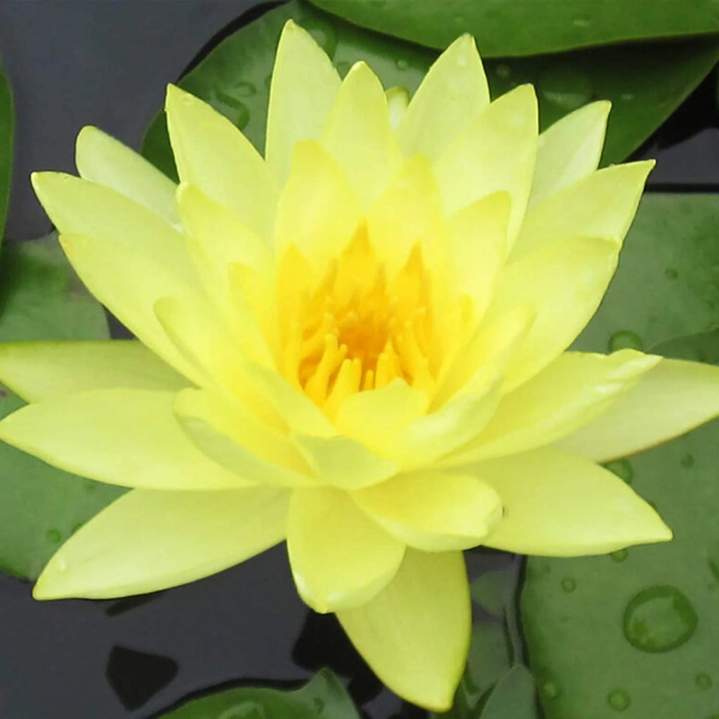 Hardy Water Lily Tuber Aquatic Pond Plant Z151854