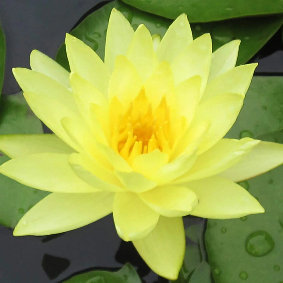 Hardy Water Lily Tuber Aquatic Pond Plant Z151854