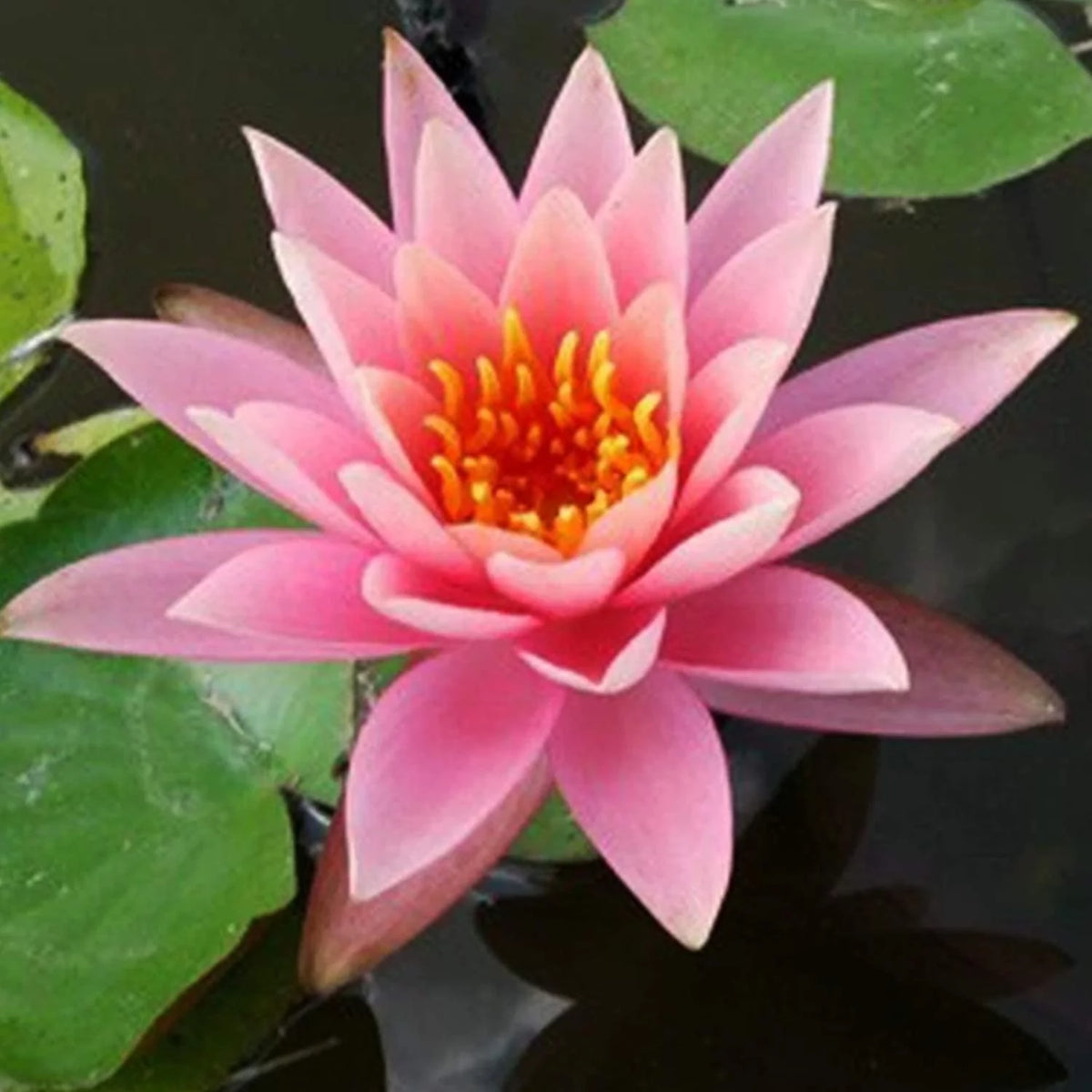 Hardy Water Lily Tuber Aquatic Pond Plant Z151854
