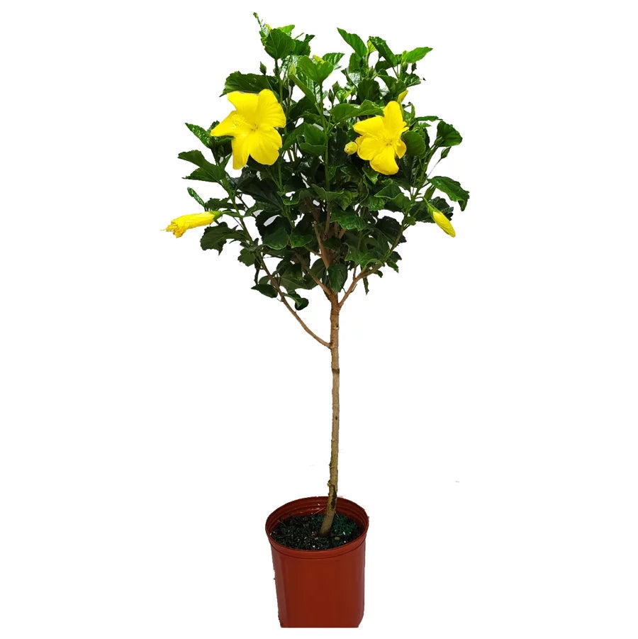 Yellow Hibiscus Tree A880466