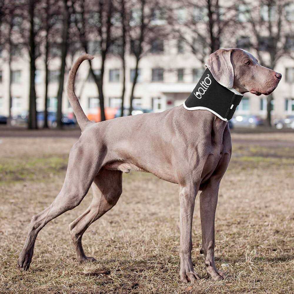 Dog Cone Alternative E-Collar E2519