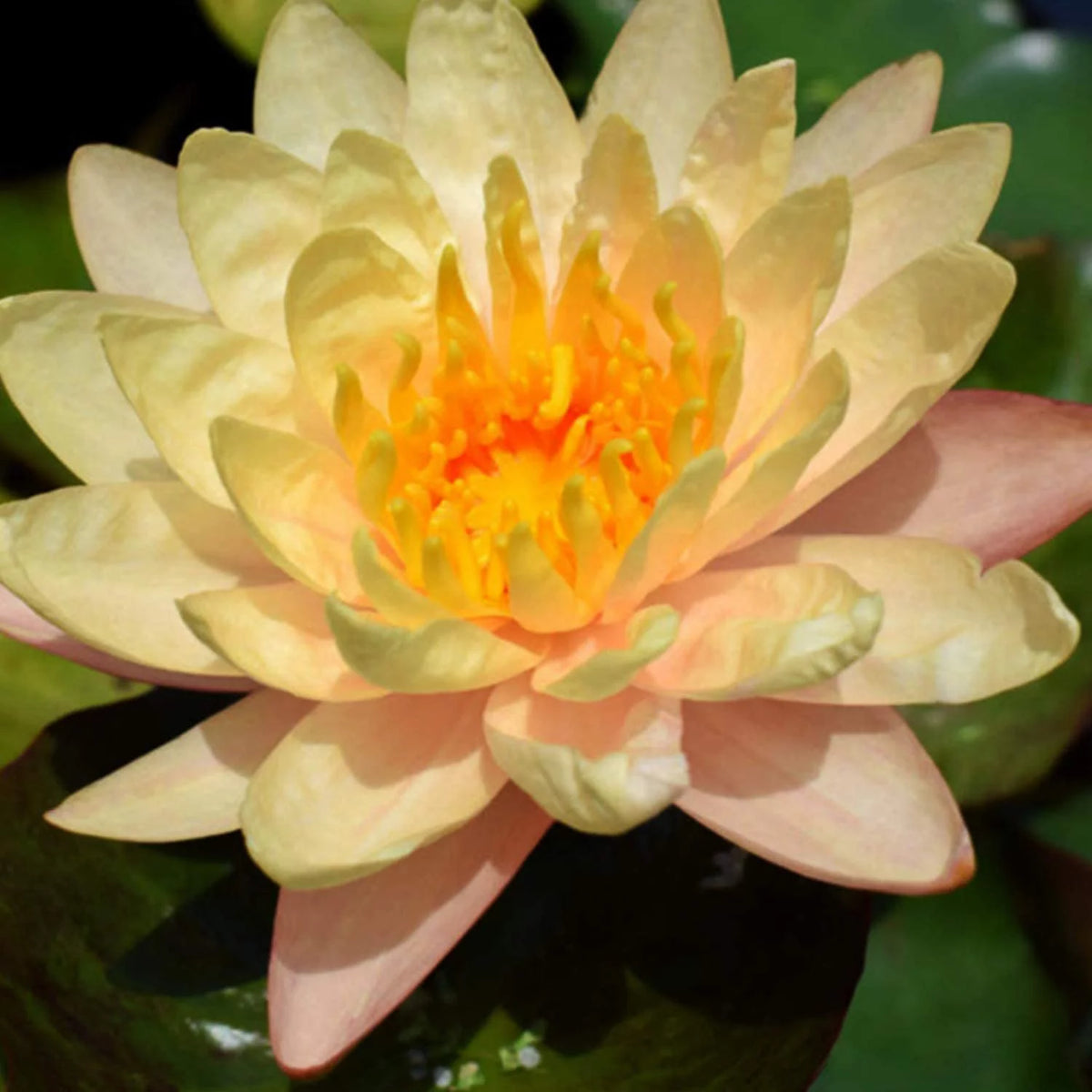 Hardy Water Lily Tuber Aquatic Pond Plant Z151854