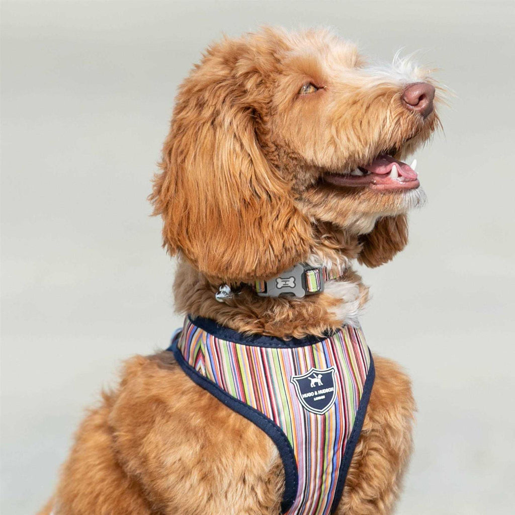 Nylon Dog Collar D475
