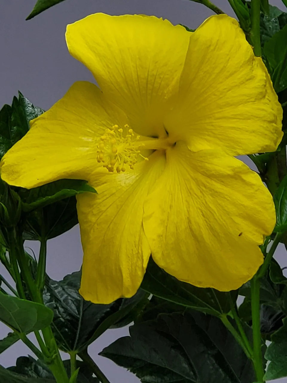 Yellow Hibiscus Tree A880466