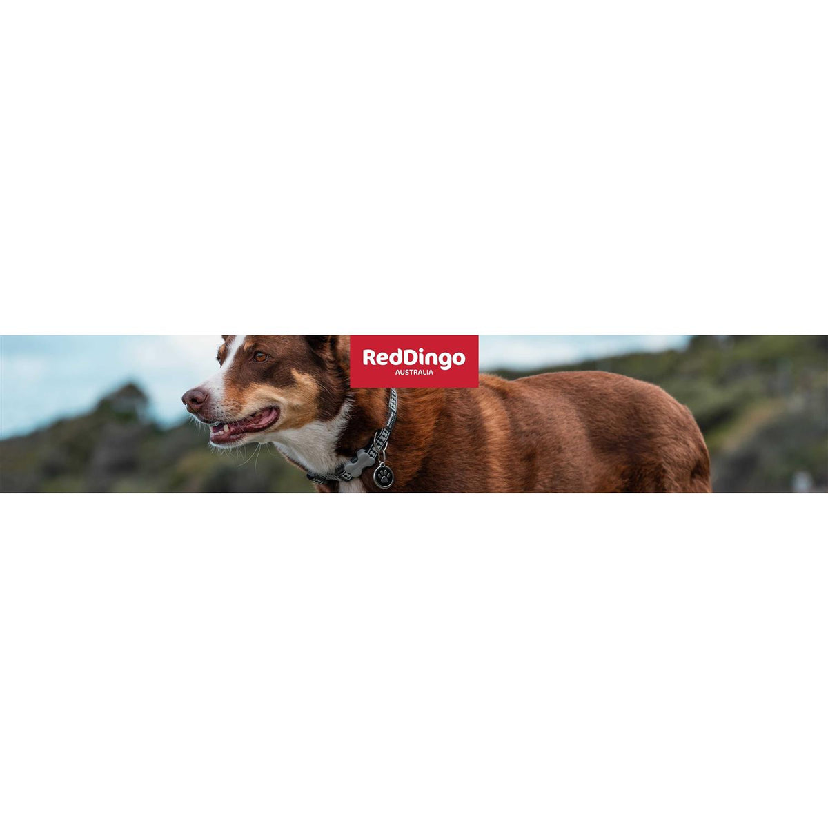 Dog Harness C290