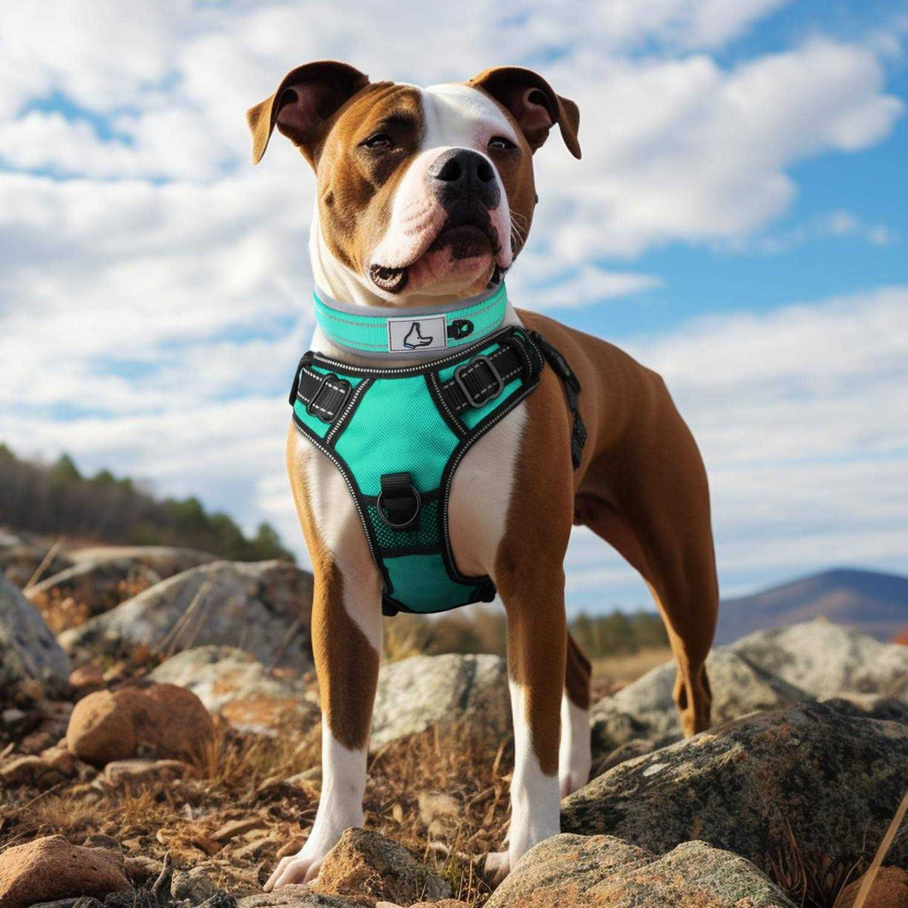 Reflective Neoprene Padded Nylon Adjustable Dog Collar U192