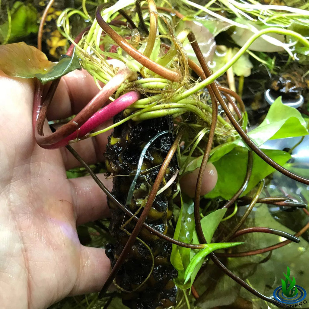 Hardy Water Lily Tuber Aquatic Pond Plant Z151854
