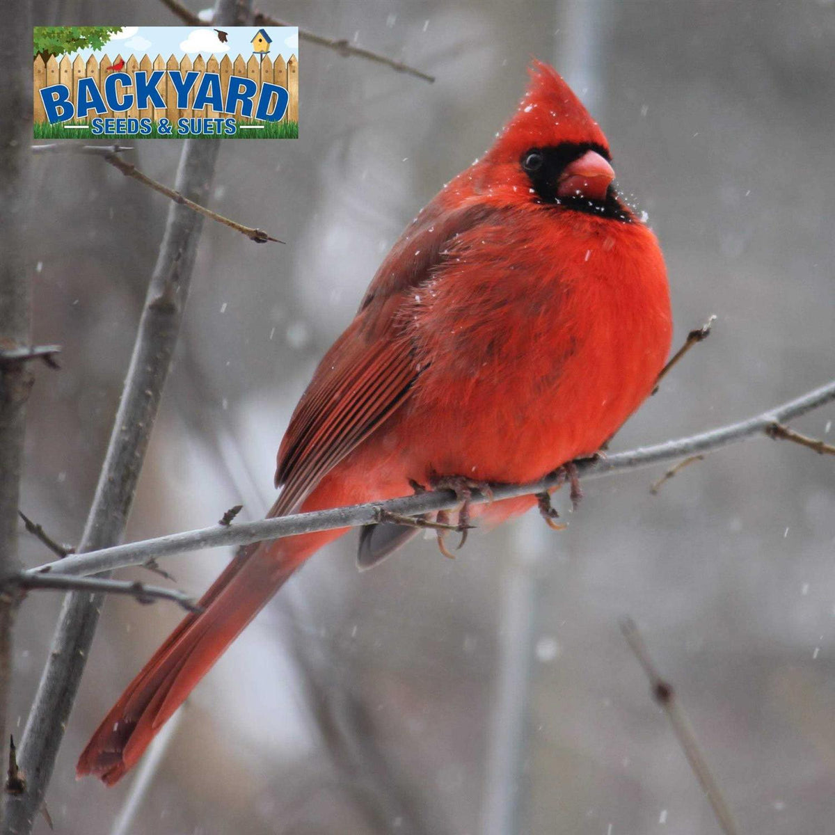Safflower Bird Seed D666293