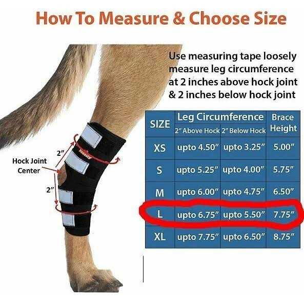Dog Hind Leg Brace with Reflective Straps R694