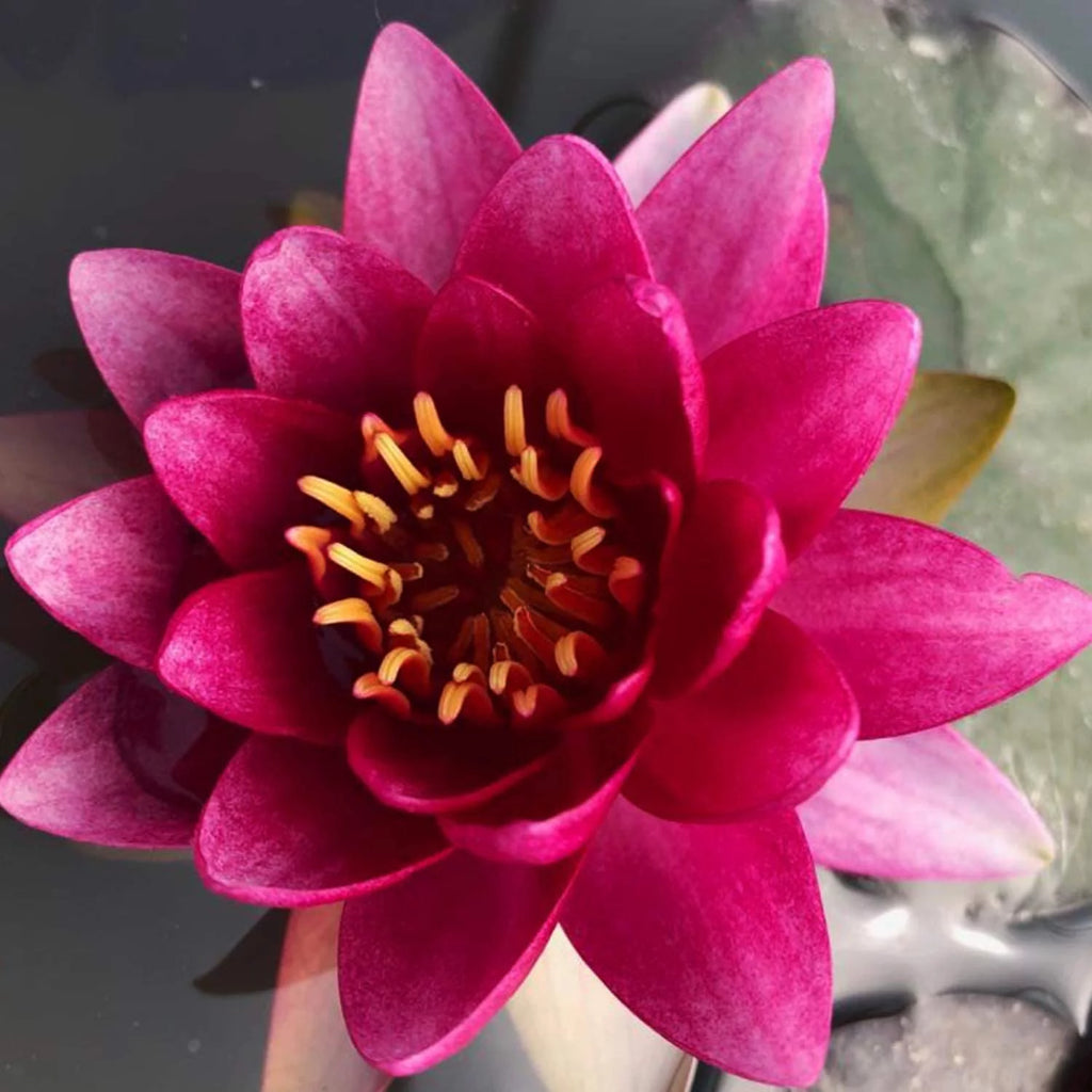 Hardy Water Lily Tuber Aquatic Pond Plant Z151854