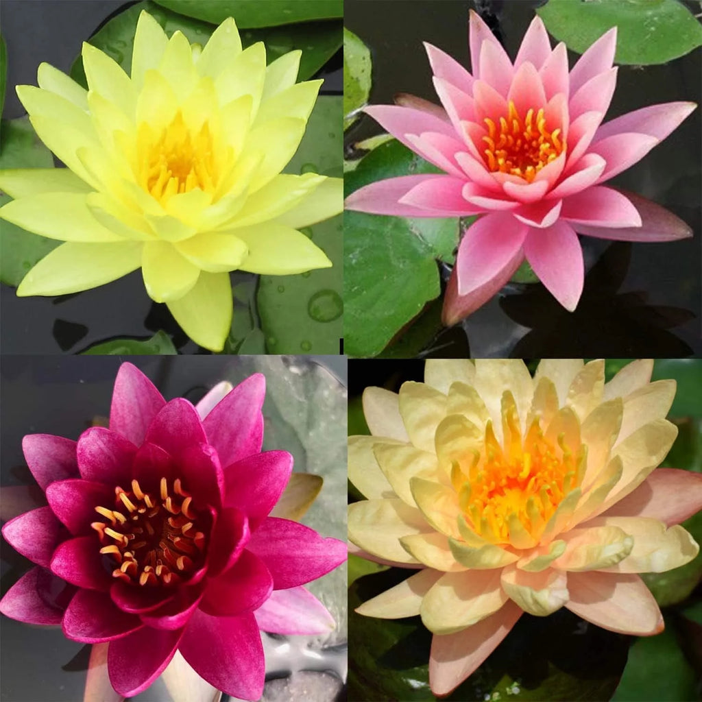 Hardy Water Lily Tuber Aquatic Pond Plant Z151854