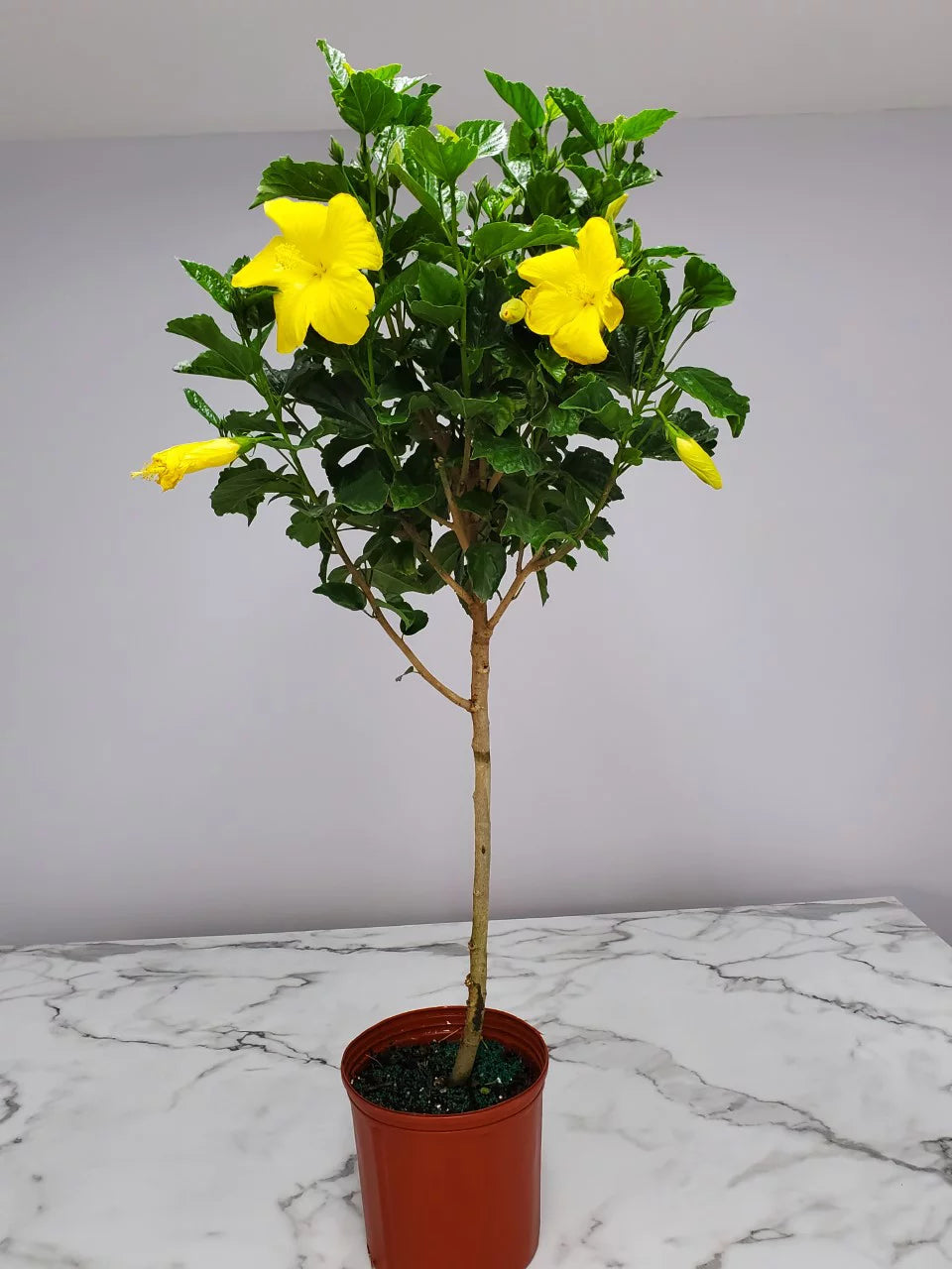 Yellow Hibiscus Tree A880466