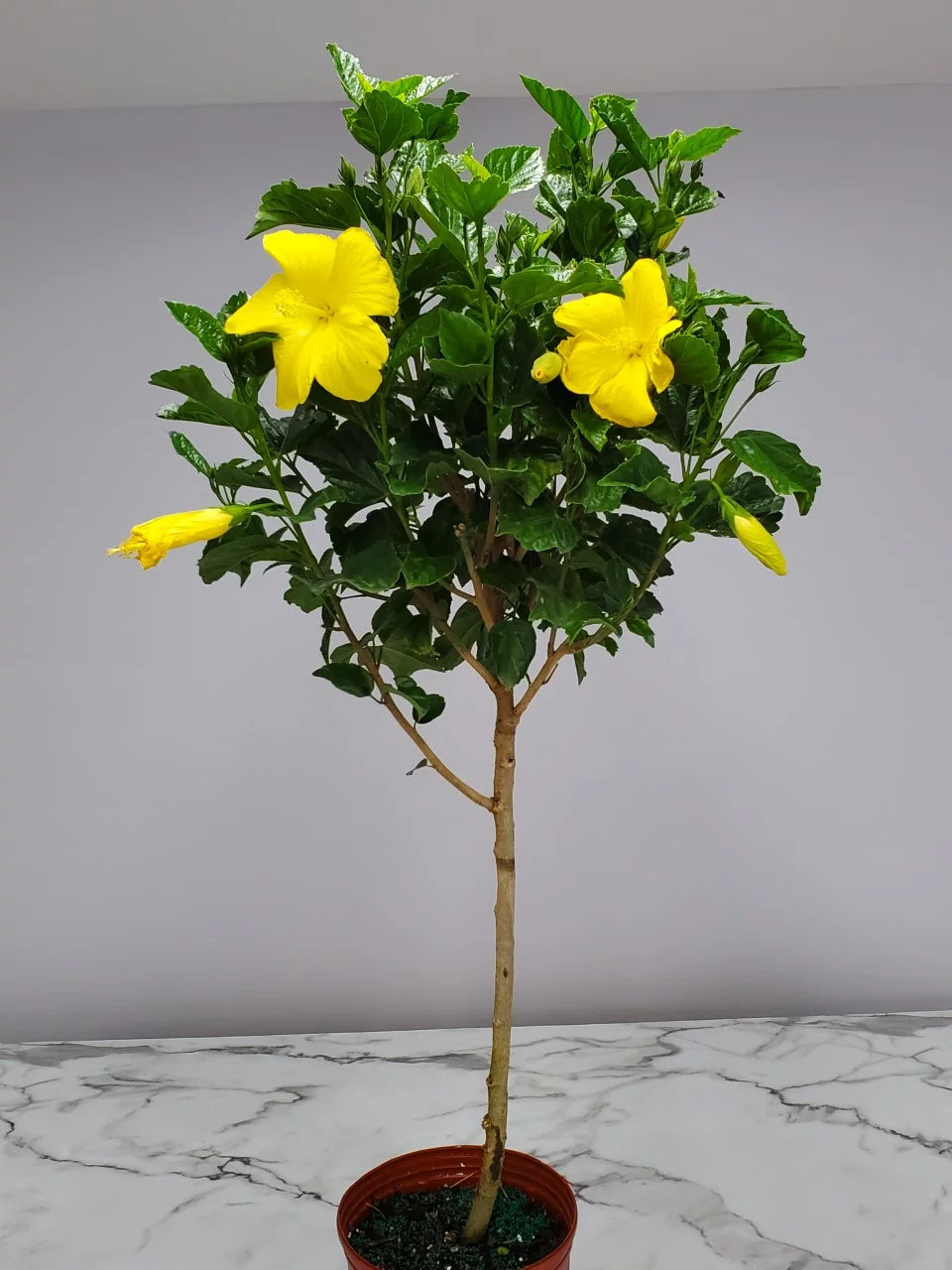 Yellow Hibiscus Tree A880466